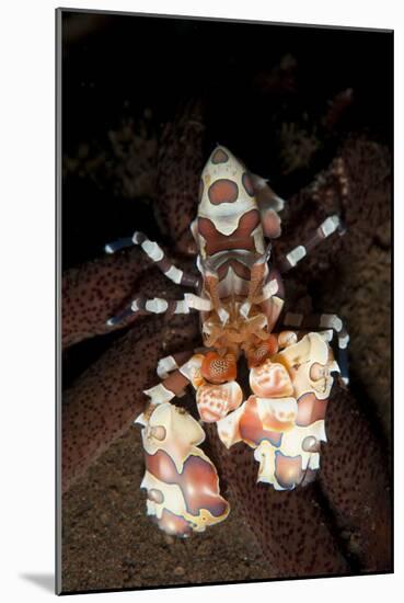 Harlequin Shrimp Sitting Atop a Starfish, Bali-null-Mounted Photographic Print