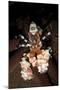 Harlequin Shrimp Sitting Atop a Starfish, Bali-null-Mounted Photographic Print