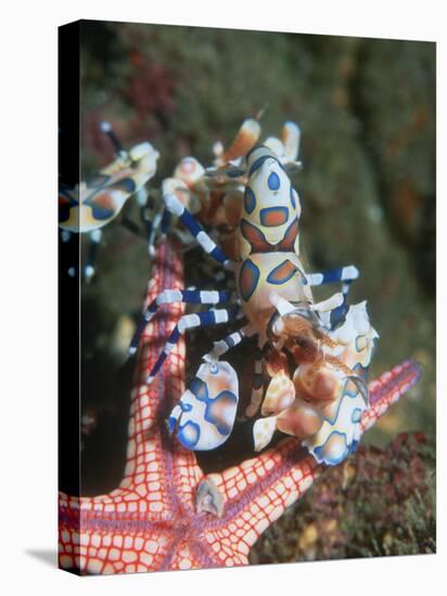 Harlequin Shrimp, Starfish Prey, Upside Down to Prevent It from Escaping, Andaman Sea, Thailand-Georgette Douwma-Stretched Canvas