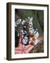 Harlequin Shrimp, Starfish Prey, Upside Down to Prevent It from Escaping, Andaman Sea, Thailand-Georgette Douwma-Framed Photographic Print