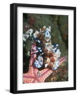 Harlequin Shrimp, Starfish Prey, Upside Down to Prevent It from Escaping, Andaman Sea, Thailand-Georgette Douwma-Framed Photographic Print