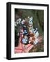 Harlequin Shrimp, Starfish Prey, Upside Down to Prevent It from Escaping, Andaman Sea, Thailand-Georgette Douwma-Framed Photographic Print