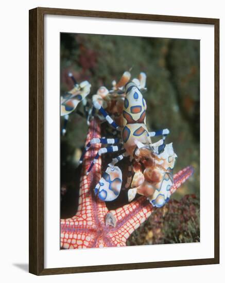Harlequin Shrimp, Starfish Prey, Upside Down to Prevent It from Escaping, Andaman Sea, Thailand-Georgette Douwma-Framed Photographic Print
