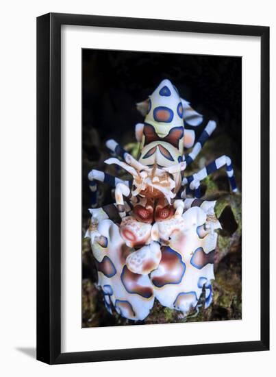 Harlequin Shrimp-Barathieu Gabriel-Framed Giclee Print