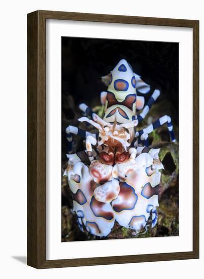 Harlequin Shrimp-Barathieu Gabriel-Framed Giclee Print