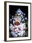 Harlequin Shrimp-Barathieu Gabriel-Framed Giclee Print