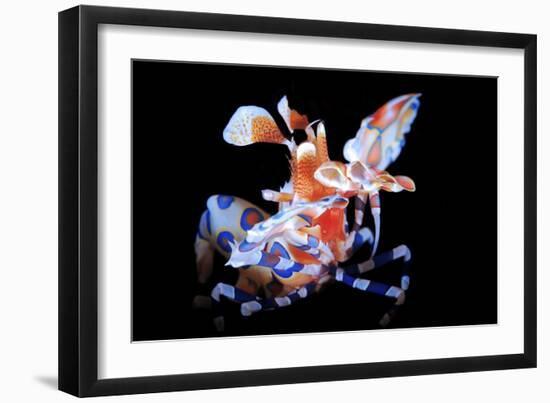Harlequin Shrimp-Barathieu Gabriel-Framed Giclee Print