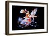 Harlequin Shrimp-Barathieu Gabriel-Framed Giclee Print