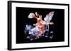 Harlequin Shrimp-Barathieu Gabriel-Framed Giclee Print