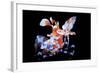 Harlequin Shrimp-Barathieu Gabriel-Framed Giclee Print