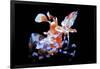 Harlequin Shrimp-Barathieu Gabriel-Framed Giclee Print