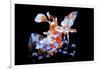 Harlequin Shrimp-Barathieu Gabriel-Framed Giclee Print