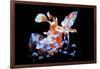 Harlequin Shrimp-Barathieu Gabriel-Framed Giclee Print