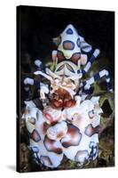 Harlequin Shrimp-Barathieu Gabriel-Stretched Canvas