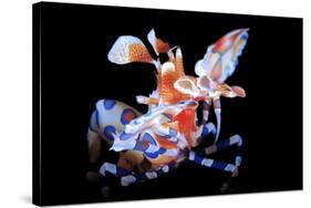 Harlequin Shrimp-Barathieu Gabriel-Stretched Canvas