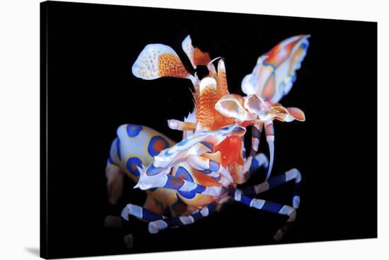 Harlequin Shrimp-Barathieu Gabriel-Stretched Canvas
