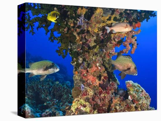 Harlequin Sweetlips, Butterflyfish and Glasseye, Palau, Micronesia-Stuart Westmorland-Stretched Canvas