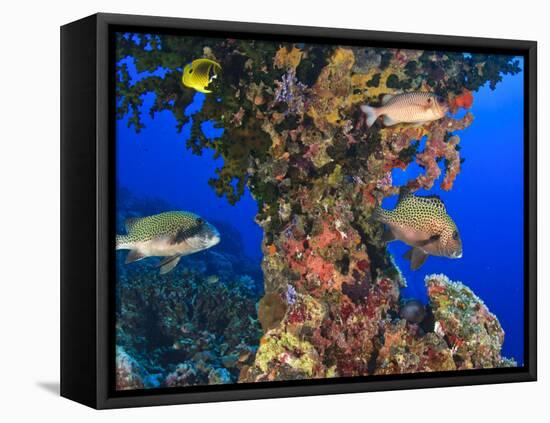 Harlequin Sweetlips, Butterflyfish and Glasseye, Palau, Micronesia-Stuart Westmorland-Framed Stretched Canvas