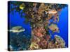 Harlequin Sweetlips, Butterflyfish and Glasseye, Palau, Micronesia-Stuart Westmorland-Stretched Canvas