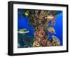 Harlequin Sweetlips, Butterflyfish and Glasseye, Palau, Micronesia-Stuart Westmorland-Framed Photographic Print