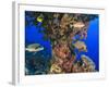 Harlequin Sweetlips, Butterflyfish and Glasseye, Palau, Micronesia-Stuart Westmorland-Framed Photographic Print