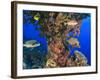 Harlequin Sweetlips, Butterflyfish and Glasseye, Palau, Micronesia-Stuart Westmorland-Framed Photographic Print