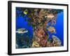 Harlequin Sweetlips, Butterflyfish and Glasseye, Palau, Micronesia-Stuart Westmorland-Framed Photographic Print