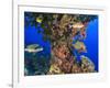 Harlequin Sweetlips, Butterflyfish and Glasseye, Palau, Micronesia-Stuart Westmorland-Framed Photographic Print