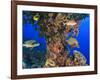 Harlequin Sweetlips, Butterflyfish and Glasseye, Palau, Micronesia-Stuart Westmorland-Framed Photographic Print