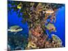 Harlequin Sweetlips, Butterflyfish and Glasseye, Palau, Micronesia-Stuart Westmorland-Mounted Photographic Print