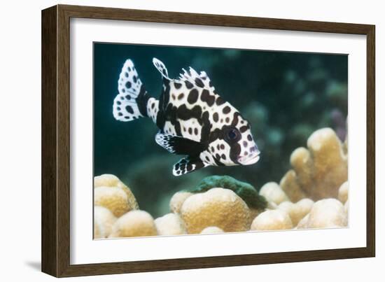 Harlequin Sweetlips-Georgette Douwma-Framed Photographic Print