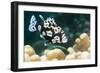 Harlequin Sweetlips-Georgette Douwma-Framed Photographic Print