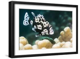 Harlequin Sweetlips-Georgette Douwma-Framed Photographic Print