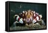 Harlequin Swimming Crab, Sulawesi, Indonesia-null-Framed Stretched Canvas