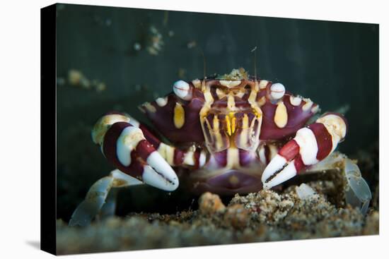 Harlequin Swimming Crab, Sulawesi, Indonesia-null-Stretched Canvas