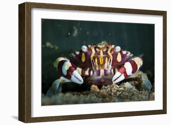 Harlequin Swimming Crab, Sulawesi, Indonesia-null-Framed Photographic Print