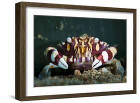 Harlequin Swimming Crab, Sulawesi, Indonesia-null-Framed Photographic Print