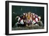 Harlequin Swimming Crab, Sulawesi, Indonesia-null-Framed Photographic Print