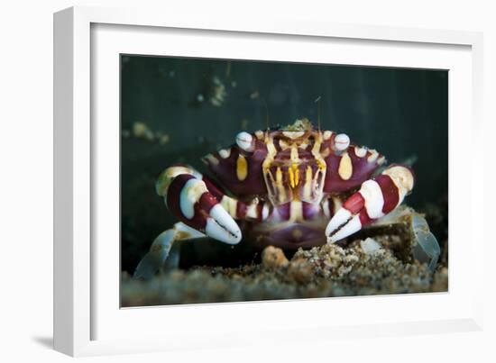 Harlequin Swimming Crab, Sulawesi, Indonesia-null-Framed Photographic Print