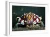 Harlequin Swimming Crab, Sulawesi, Indonesia-null-Framed Photographic Print