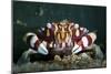 Harlequin Swimming Crab, Sulawesi, Indonesia-null-Mounted Photographic Print