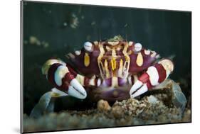 Harlequin Swimming Crab, Sulawesi, Indonesia-null-Mounted Photographic Print