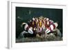 Harlequin Swimming Crab, Sulawesi, Indonesia-null-Framed Photographic Print