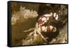 Harlequin Swimming Crab-Hal Beral-Framed Stretched Canvas