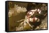 Harlequin Swimming Crab-Hal Beral-Framed Stretched Canvas