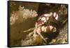 Harlequin Swimming Crab-Hal Beral-Framed Stretched Canvas