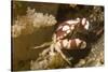 Harlequin Swimming Crab-Hal Beral-Stretched Canvas