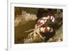 Harlequin Swimming Crab-Hal Beral-Framed Photographic Print