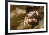 Harlequin Swimming Crab-Hal Beral-Framed Photographic Print