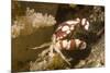 Harlequin Swimming Crab-Hal Beral-Mounted Photographic Print